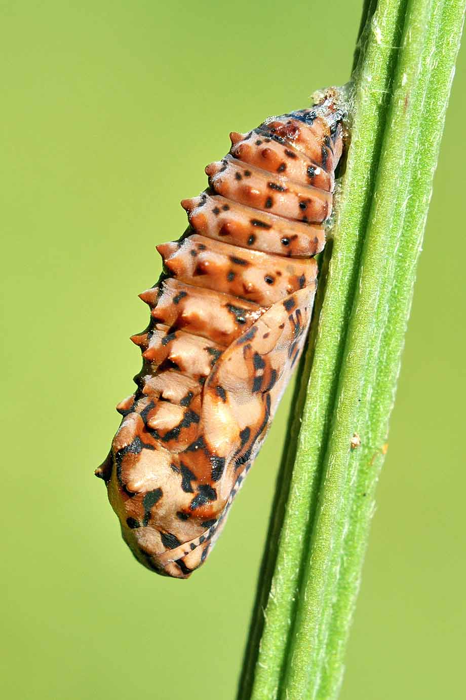 Crisalide di Melitaea didyma?