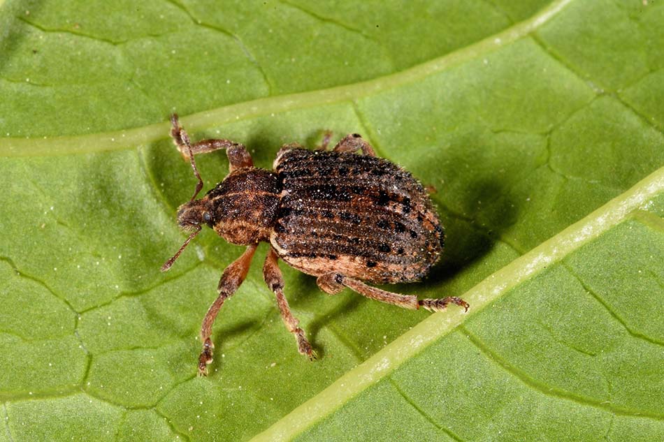 Curculionidae:  Brachypera zoilus