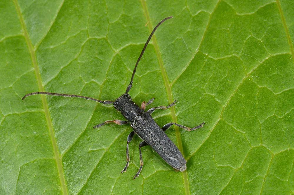 Phytoecia cylindrica