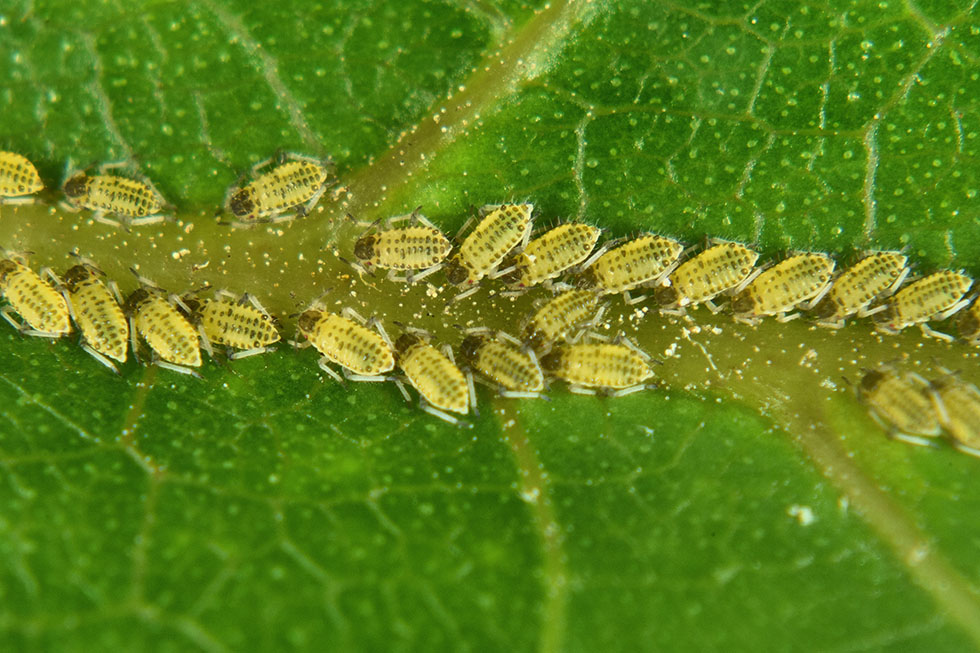 Panaphis juglandis con Crematogaster scutellaris