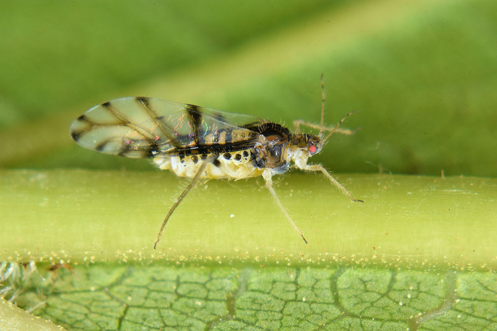 Panaphis juglandis con Crematogaster scutellaris