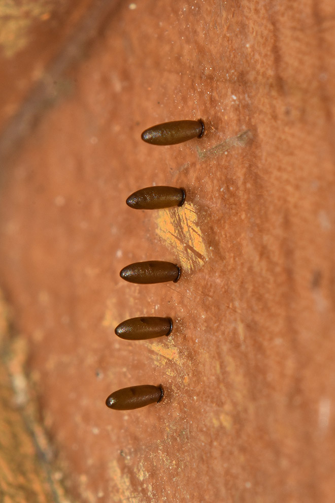 Uova di Crioceris macilenta