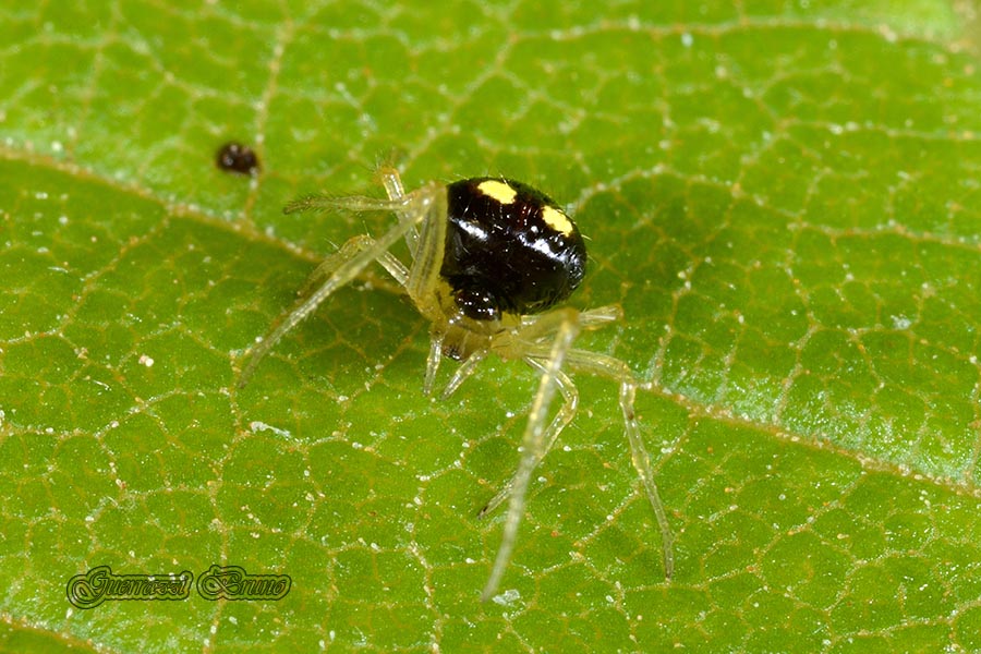 Theridula gonygaster - Cascina (PI)