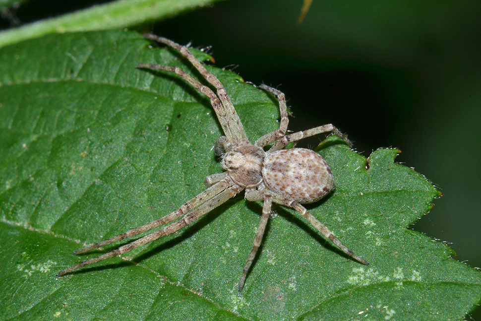Maschio subadulto di Philodromus sp. - Cascina (PI)