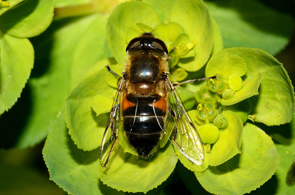 Eristalis similis?