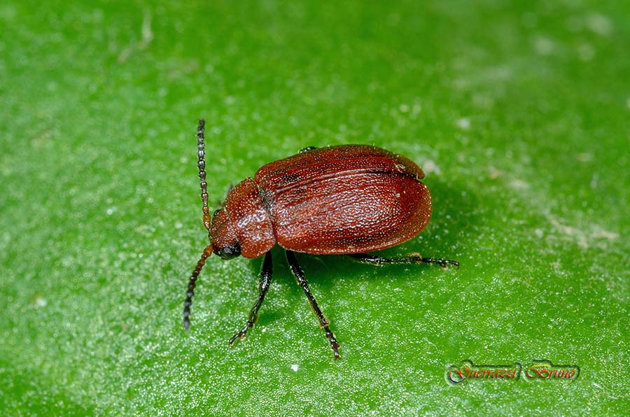 Identificazione coleottero - probab. Galeruca rufa