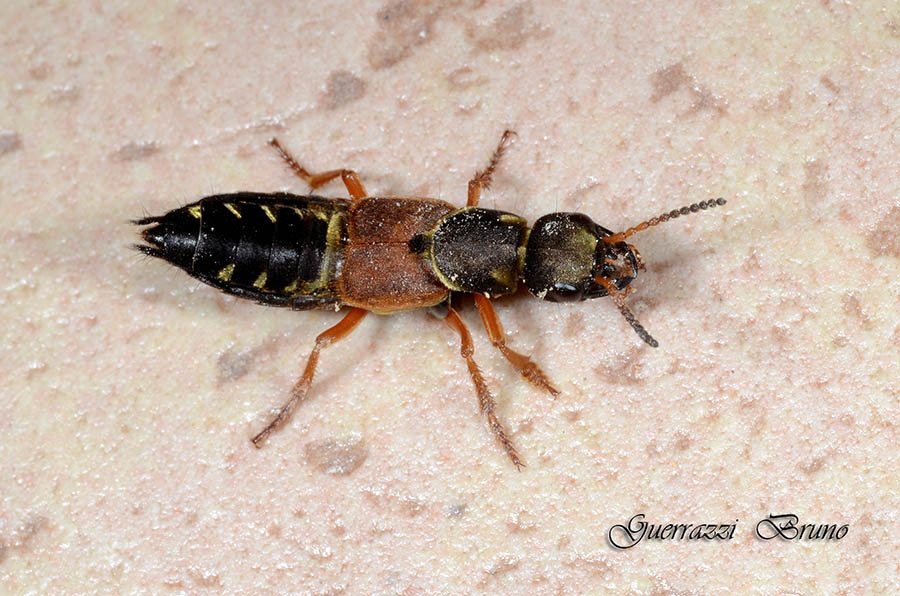 Staphylinus dimidiaticornis