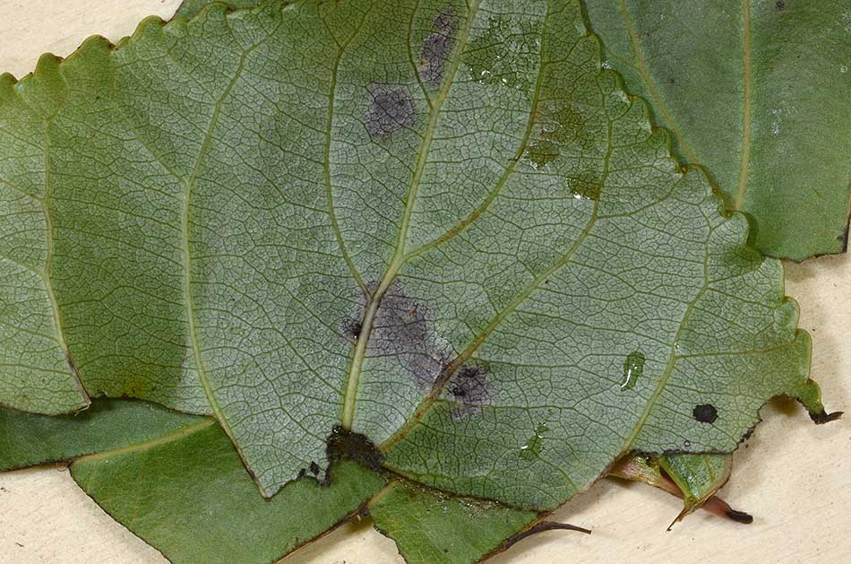 Larva e adulto di Cladius grandis (Tenthredinidae)