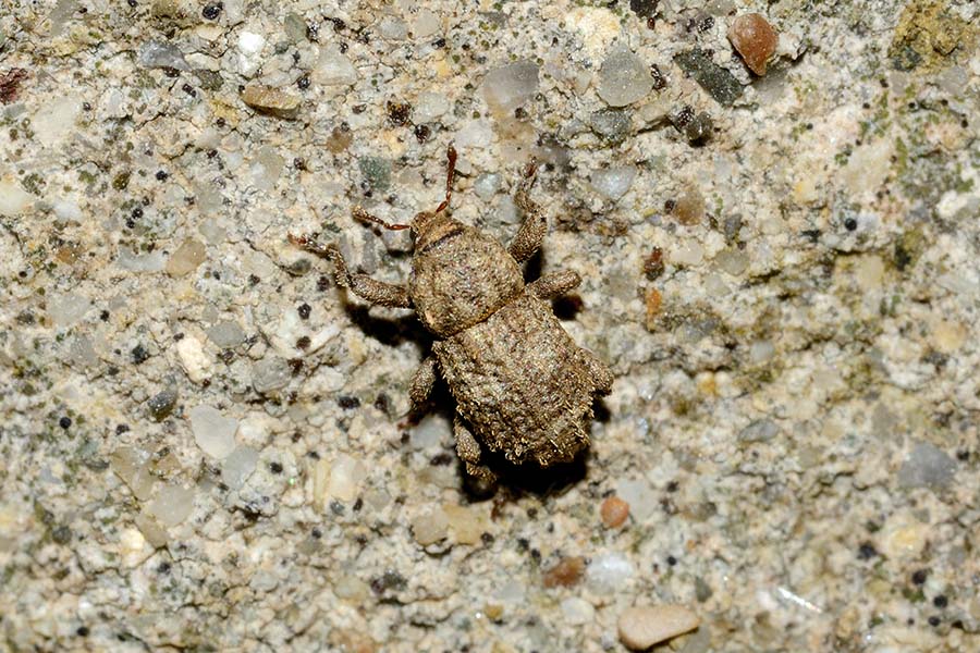 Id. curculionide