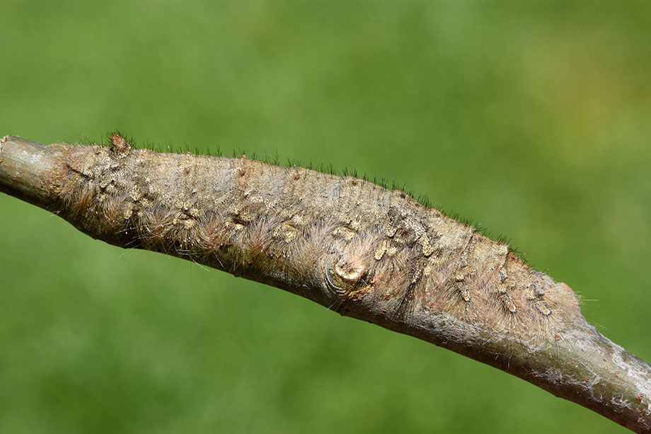 Incrocio fra Gastropache - Gastropacha quercifolia