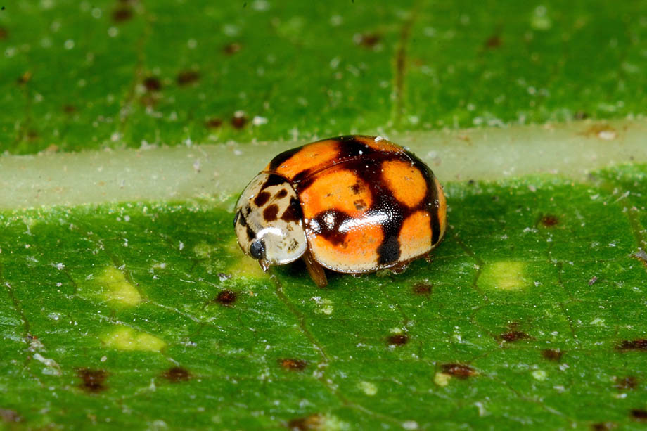 Identificazione Coccinella: Adalia decempunctata