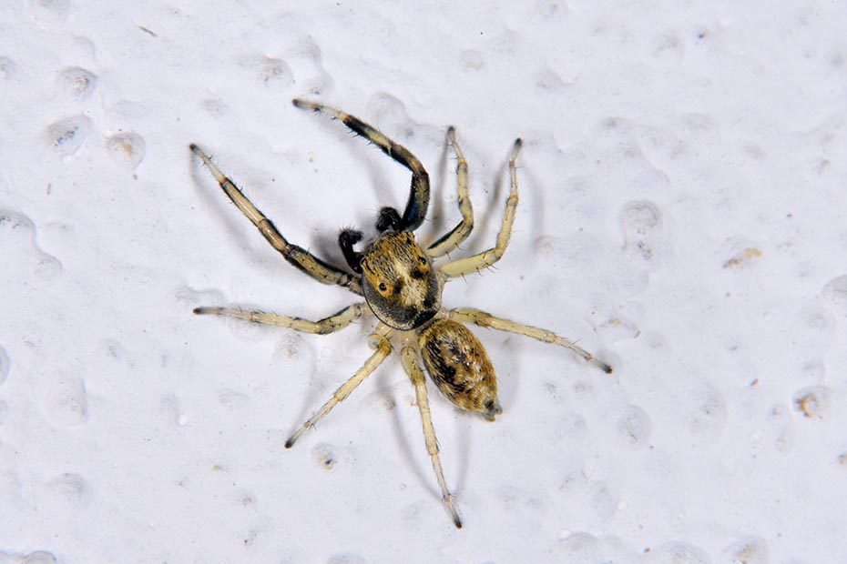 Salticidae: Phintella castriesiana, maschio  - Cascina (PI)