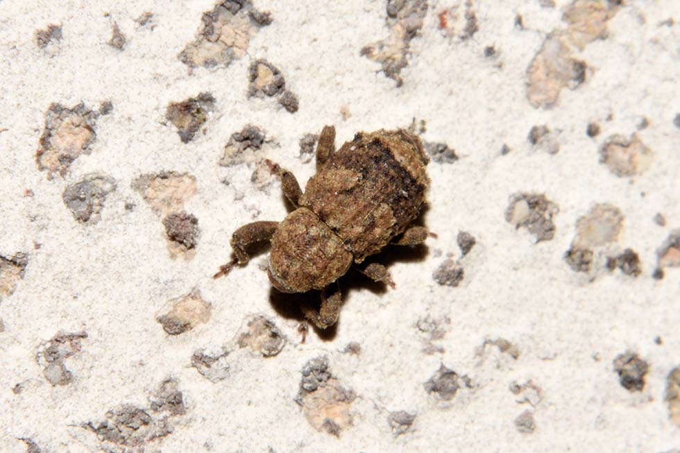 Curculionidae:  Dichromacalles diocletianus