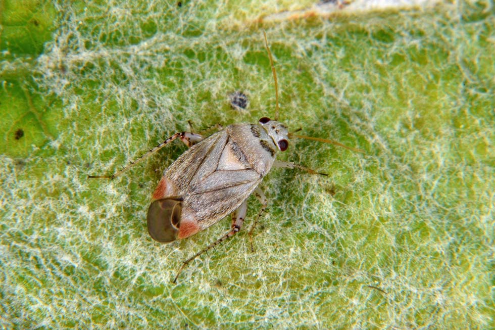 Miridae:   Sthenarus rotermundi