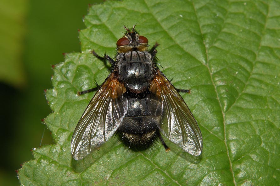 Femmina di Nemoraea pellucida (Tachinidae)
