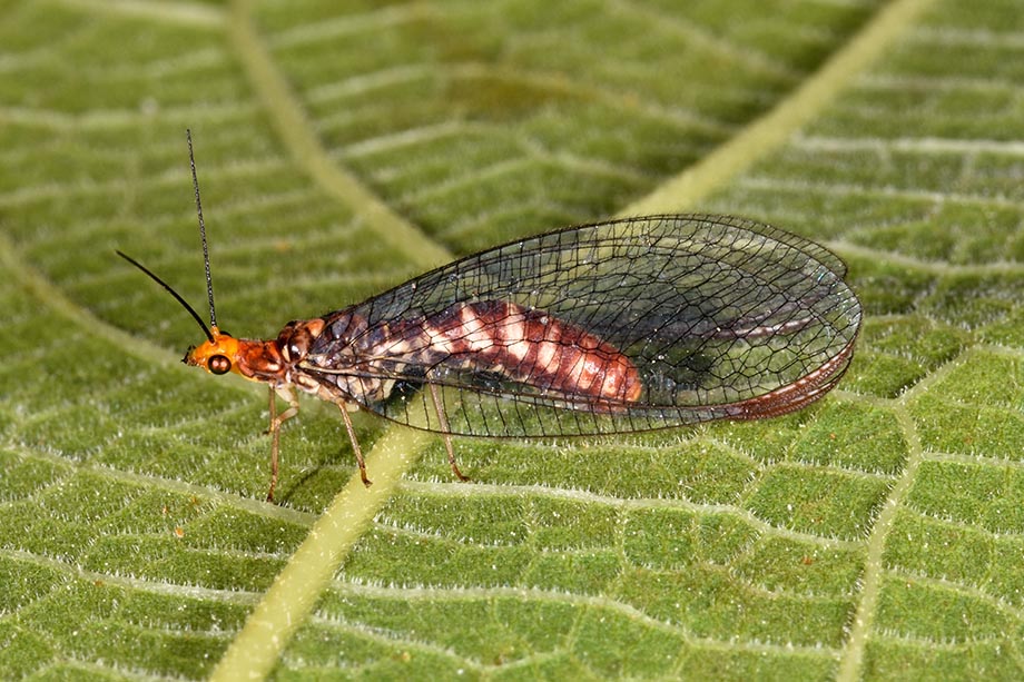 Chrysopidae: Nothochrysa capitata