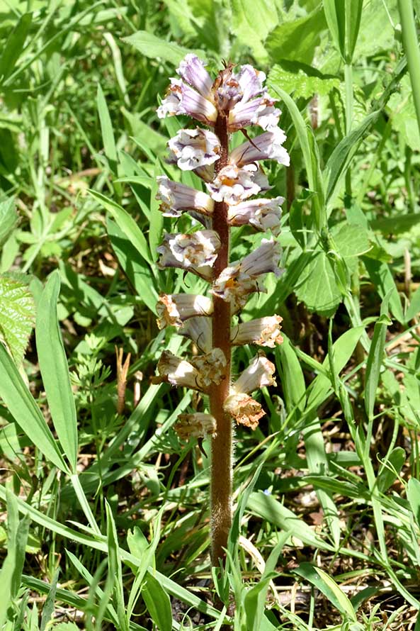 Orobanche crenata