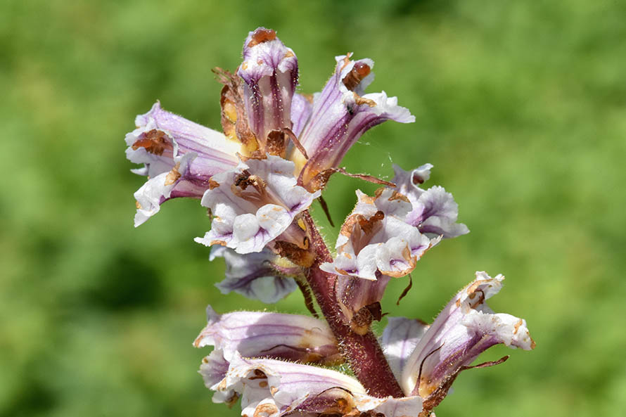 Orobanche crenata