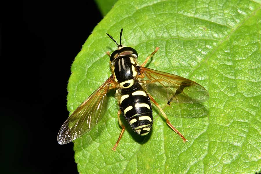 Chrysotoxum festivum? Si, maschio