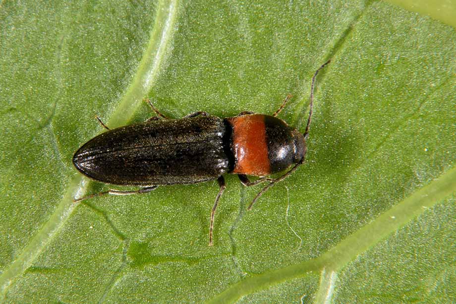 Elateridae, Cardiophorus collaris (cfr.)