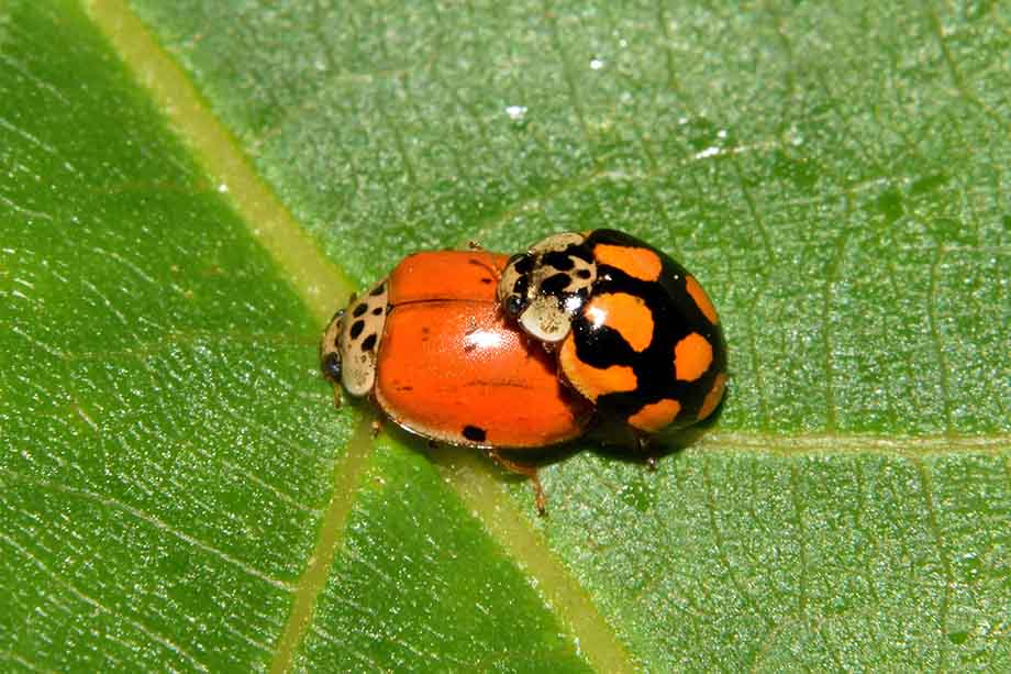 Harmonia quadripunctata? No, Adalia decempunctata