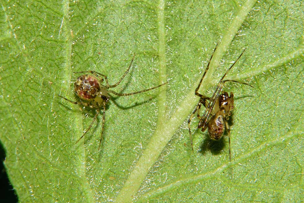 Platnickina tincta, maschio e femmina  - Cascina (PI)