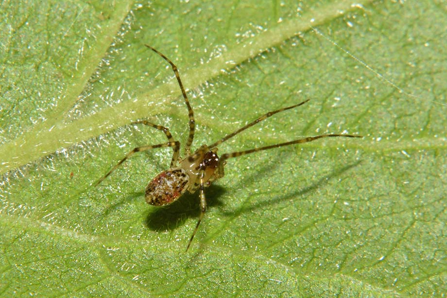 Platnickina tincta, maschio e femmina  - Cascina (PI)