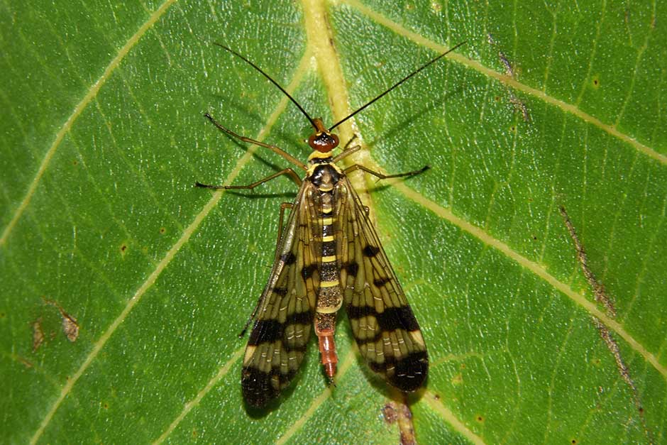 Panorpa gr. cognata, maschio e Panorpa communis,  maschio e femmina