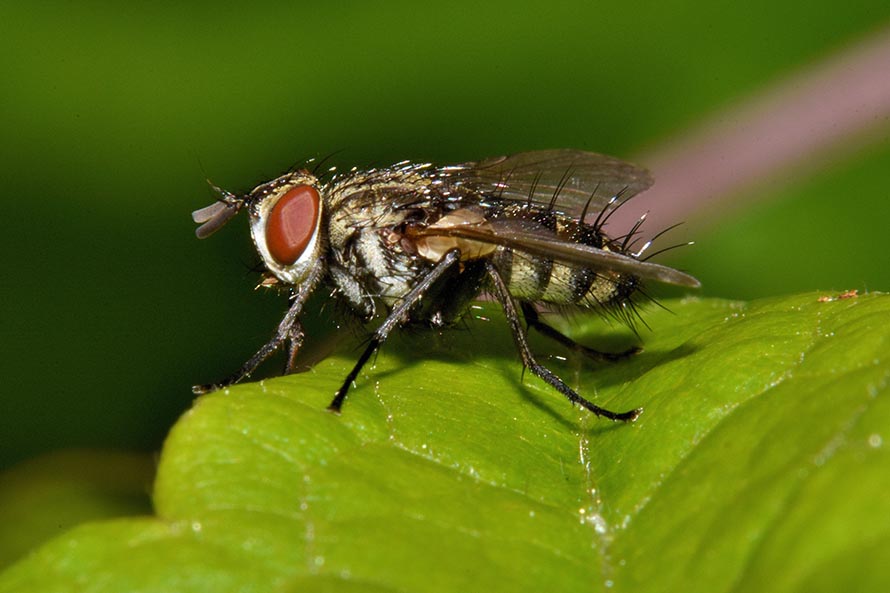 Identificazione dittero:  fam. Tachinidae (Exoristinae Blondellini)