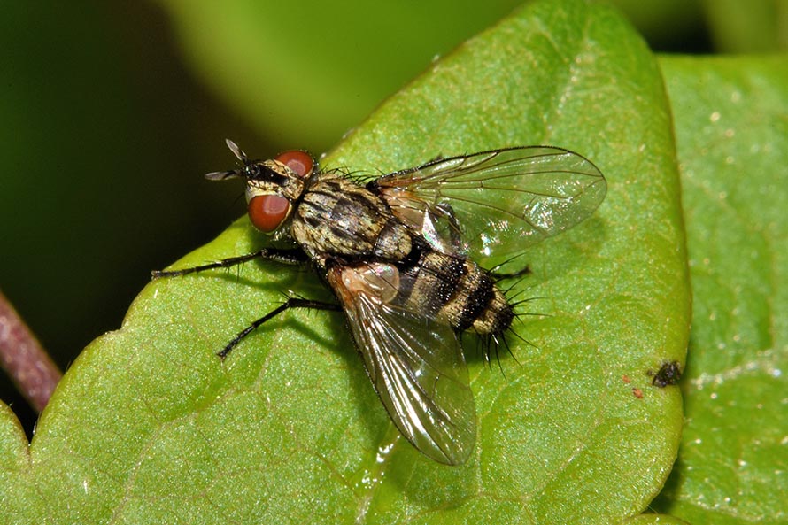 Identificazione dittero:  fam. Tachinidae (Exoristinae Blondellini)