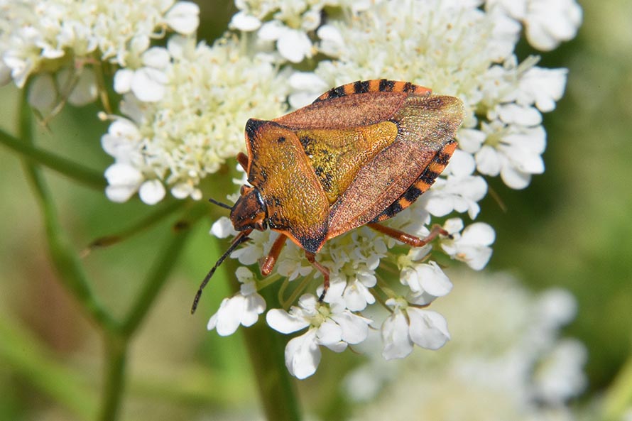 Pentatomidae:  Carpocoris (Carpocoris) mediterraneus mediterraneus