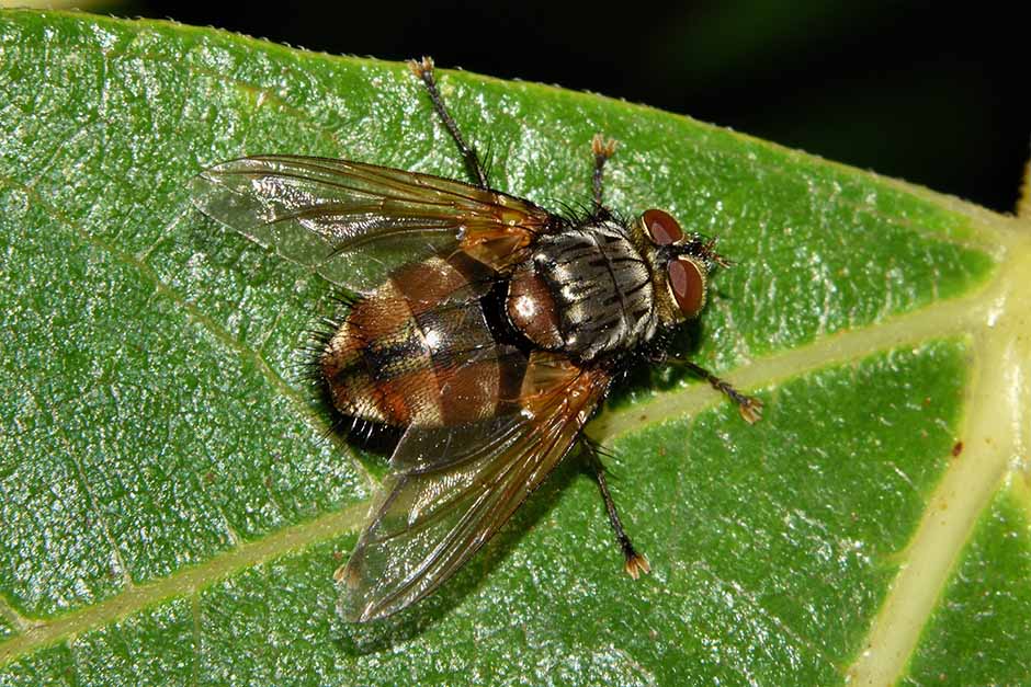 Tachinidae: Tachina fera?  No,  Nemoraea pellucida, maschio