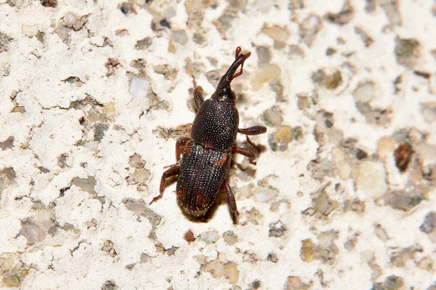 Sitophilus sp., Dryophthoridae