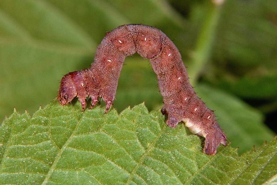 Identificazione bruco