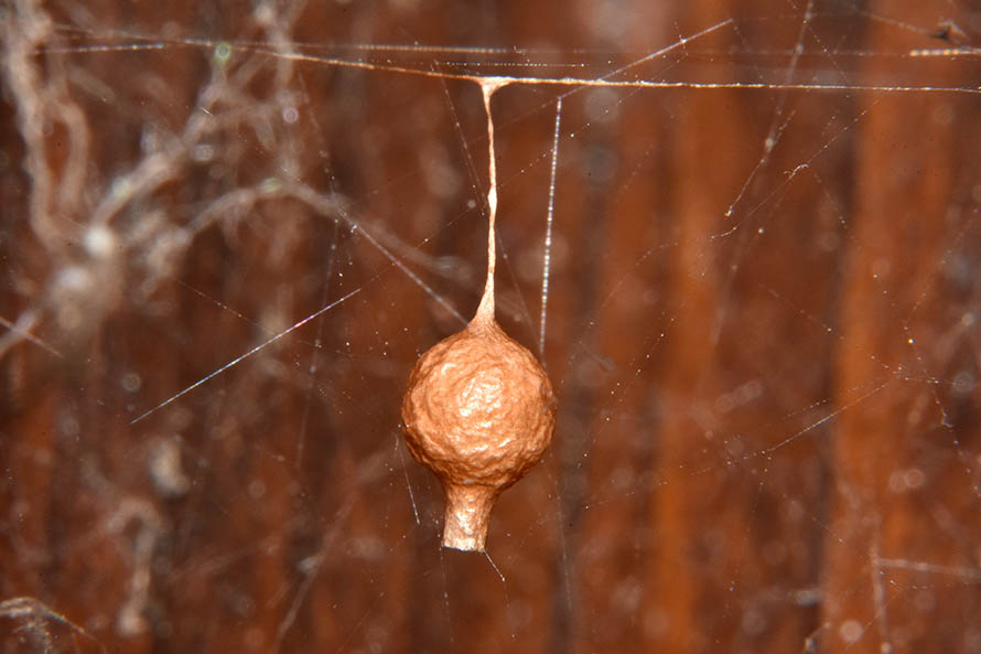 Ovisacco di Argyrodes?  S !