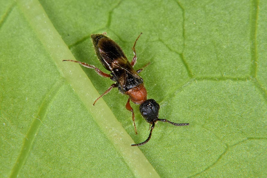 Identificazione imenottero: probabile Mutillidae, maschio