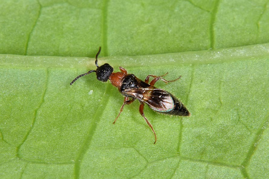 Identificazione imenottero: probabile Mutillidae, maschio
