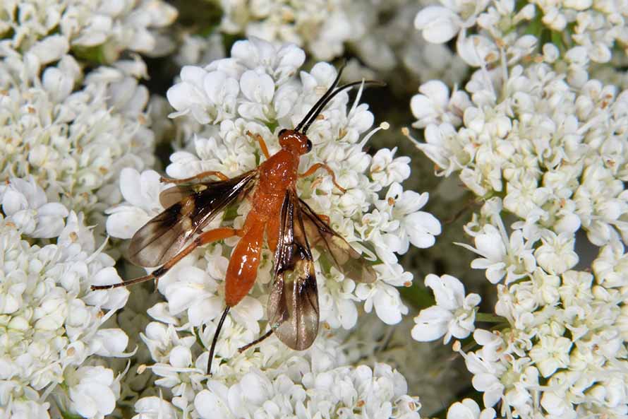 Identificazione Imenottero: Braconidae