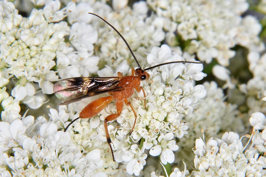 Identificazione Imenottero: Braconidae