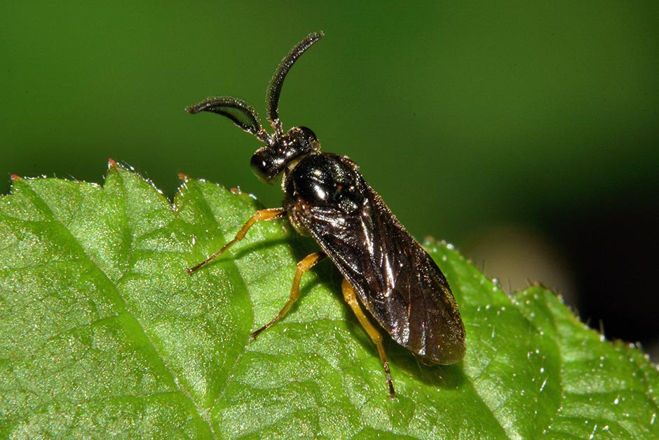 Identificazione imenottero: Sterictiphora sp., Argidae