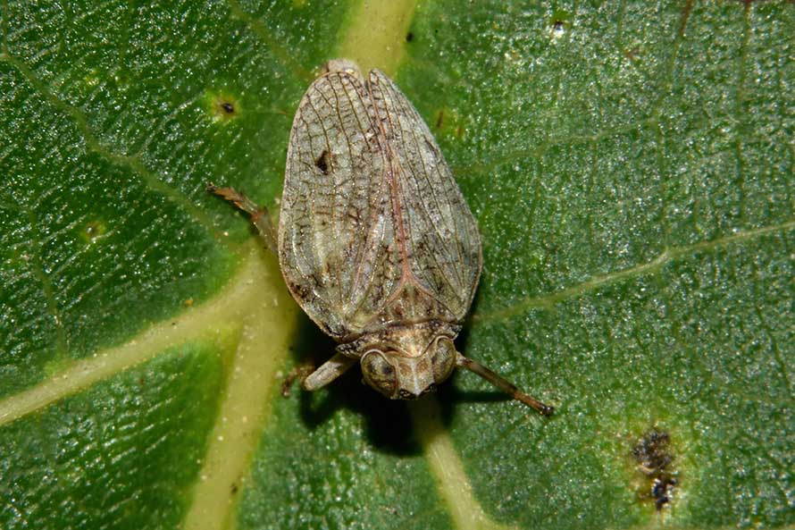 Issidae: Issus coleoptratus