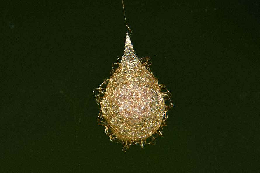 Identificazione ovisacco:  Ero sp. (Mimetidae) - Cascina (Pisa)