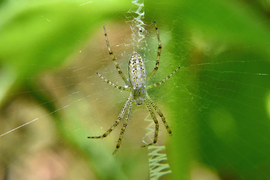 Araneidae: giovane di Argiope bruennichi  - Cascina (Pisa)