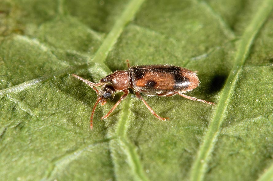 Anthicidae:  Notoxus sp.