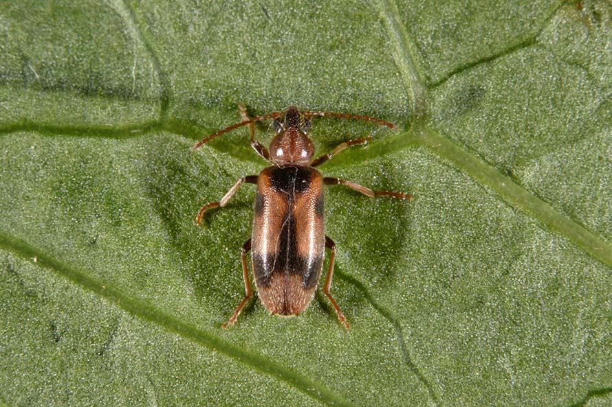 Anthicidae:  Notoxus sp.