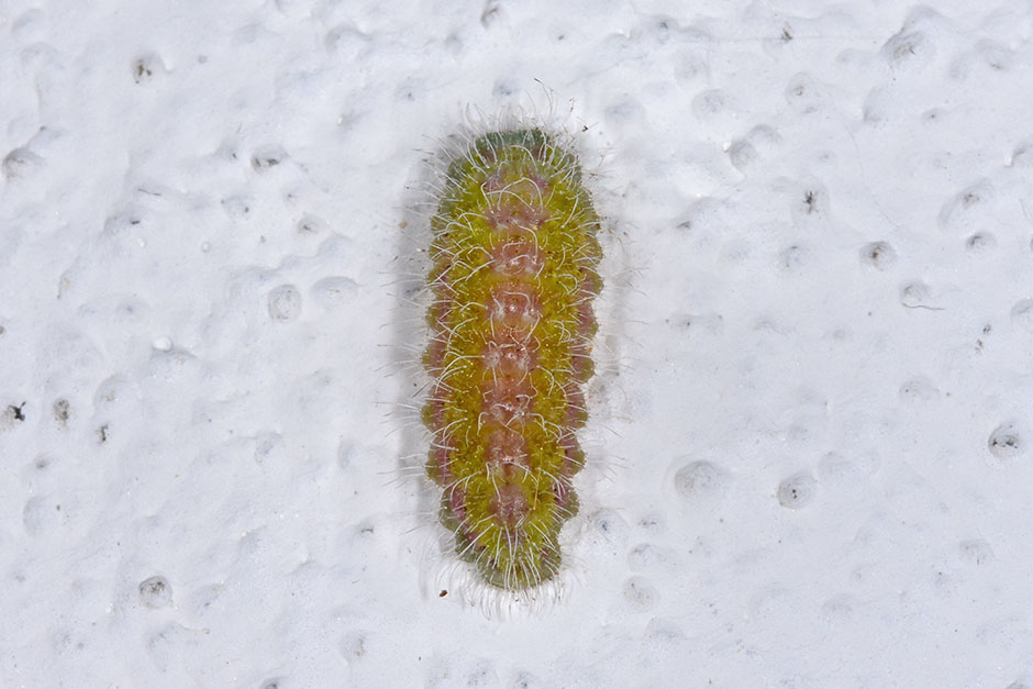 Cacyreus marshalli bruco