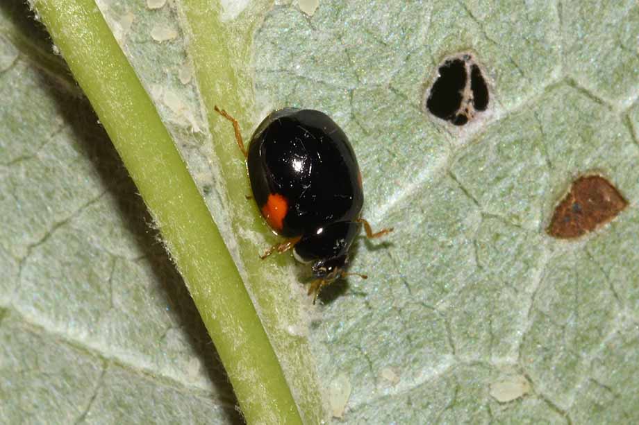 coccinella Adalia decempunctata