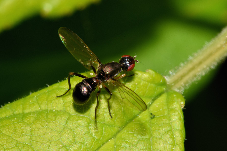 Sepsidae: Sepsis ?    No, Nemopoda nitidula