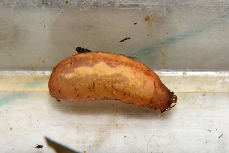 Larva di Syrphidae Syrphinae:  Syrphus ribesii femmina