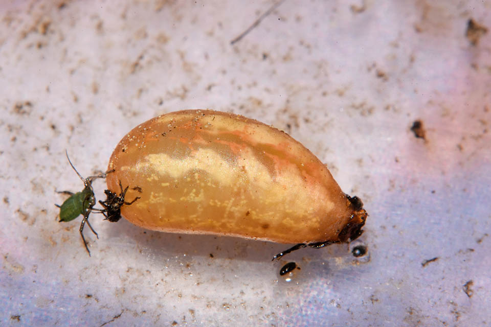 Larva di Syrphidae Syrphinae:  Syrphus ribesii femmina